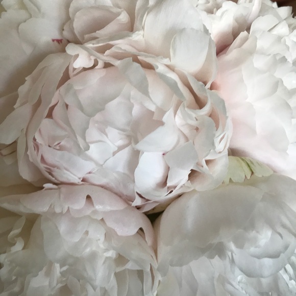 Meet your Posher, Elizabeth - Picture 1 of 1